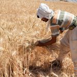 قول نوبخت و رئیس بانک مرکزی به گندم‌کاران!