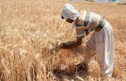 قول نوبخت و رئیس بانک مرکزی به گندم‌کاران!