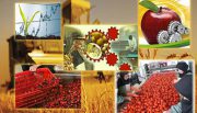 به خاطر استخوان هایتان ۷ ماده غذایی را هرگز نخورید