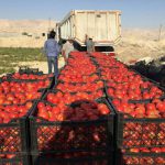 هجوم کشاورزان برای کشت گوجه‌فرنگی