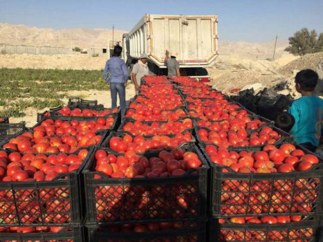 هجوم کشاورزان برای کشت گوجهفرنگی هجوم کشاورزان برای کشت گوجهفرنگی