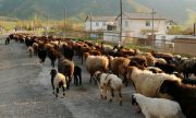 قیمت دام زنده برای عید قربان چقدر است؟