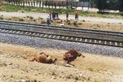 7 شتر در برخورد با قطار در شیراز تلف شدند