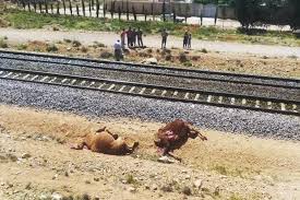7 شتر در برخورد با قطار در شیراز تلف شدند 7 شتر در برخورد با قطار در شیراز تلف شدند