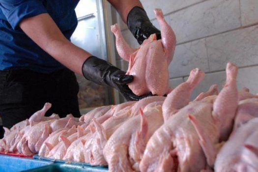 کاهش قیمت مرغ به ۱۲ هزار تومان