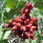 معاملات پسته در بورس به زودی آغاز می‌شود