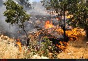 جهنم سوزان در جنگل‌های کهگیلویه و بویر احمد/آتش همه جا را به تلی از خاکستر تبدیل کرد