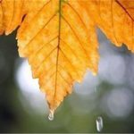 باران‌ها کفاف نمی‌دهند