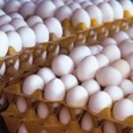 وعده‌ دولت برای کاهش قیمت تخم مرغ محقق نشد