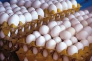 قیمت هر شانه تخم مرغ به ۴۰ هزارتومان رسید!