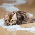 آن چه درباره نگهداری از حیوانات خانگی باید بدانید