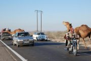 دستگاه قضا به مسئله تردد شتران ورود می کند