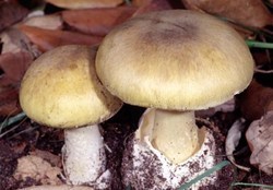 خطرات مصرف قارچ سمی خطرات مصرف قارچ سمی