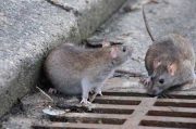موش های هوشمند در تهران/مقاومت موش ها در برابر سموم
