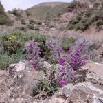 گل کوهی کار دست مرد 50 ساله داد