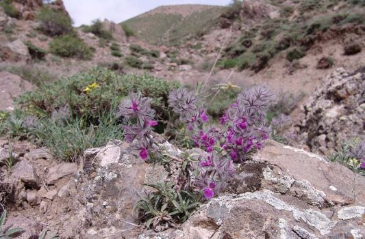 گل کوهی کار دست مرد 50 ساله داد گل کوهی کار دست مرد 50 ساله داد