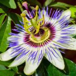 گل ساعتى‌ چه فایده ای برای بدنمان دارد؟