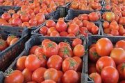 گوجه فرنگی همچنان گران؛ صادرات بی رویه علت گرانی