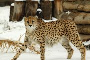 ایراد هورمون تراپی دلبر