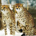 یوزپلنگ ماده باردار است؟/خطرات سونوگرافی ،یوزپلنگ ایرانی را تهدید می کند